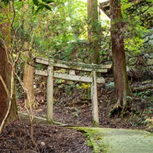 浜松市 伐採 (神社 大木伐採） - Before