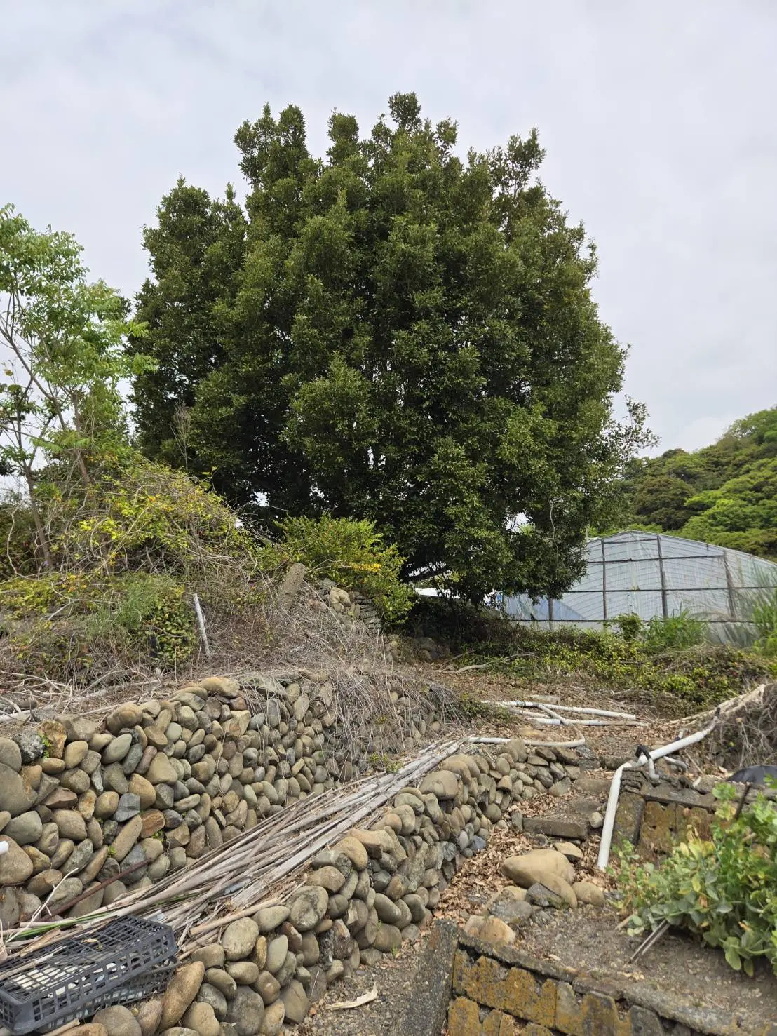 静岡市でシイノキの高木伐採事例｜畑地に繁茂した株立ち樹木の安全伐採 - Before