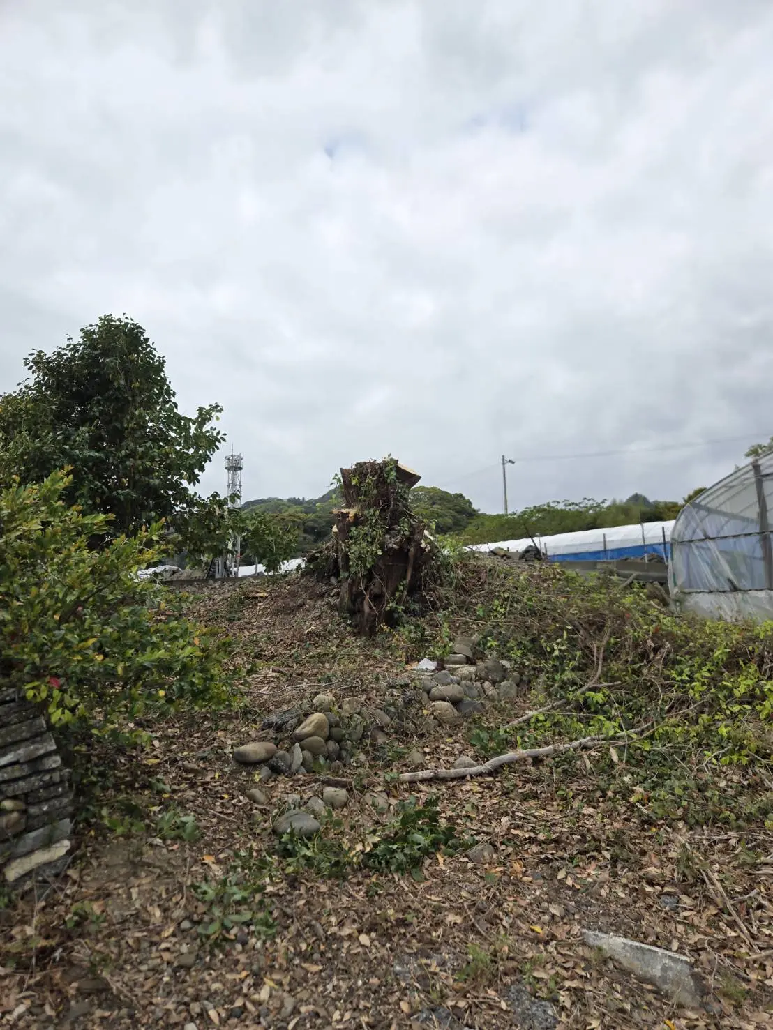 静岡市でシイノキの高木伐採事例｜畑地に繁茂した株立ち樹木の安全伐採 - After