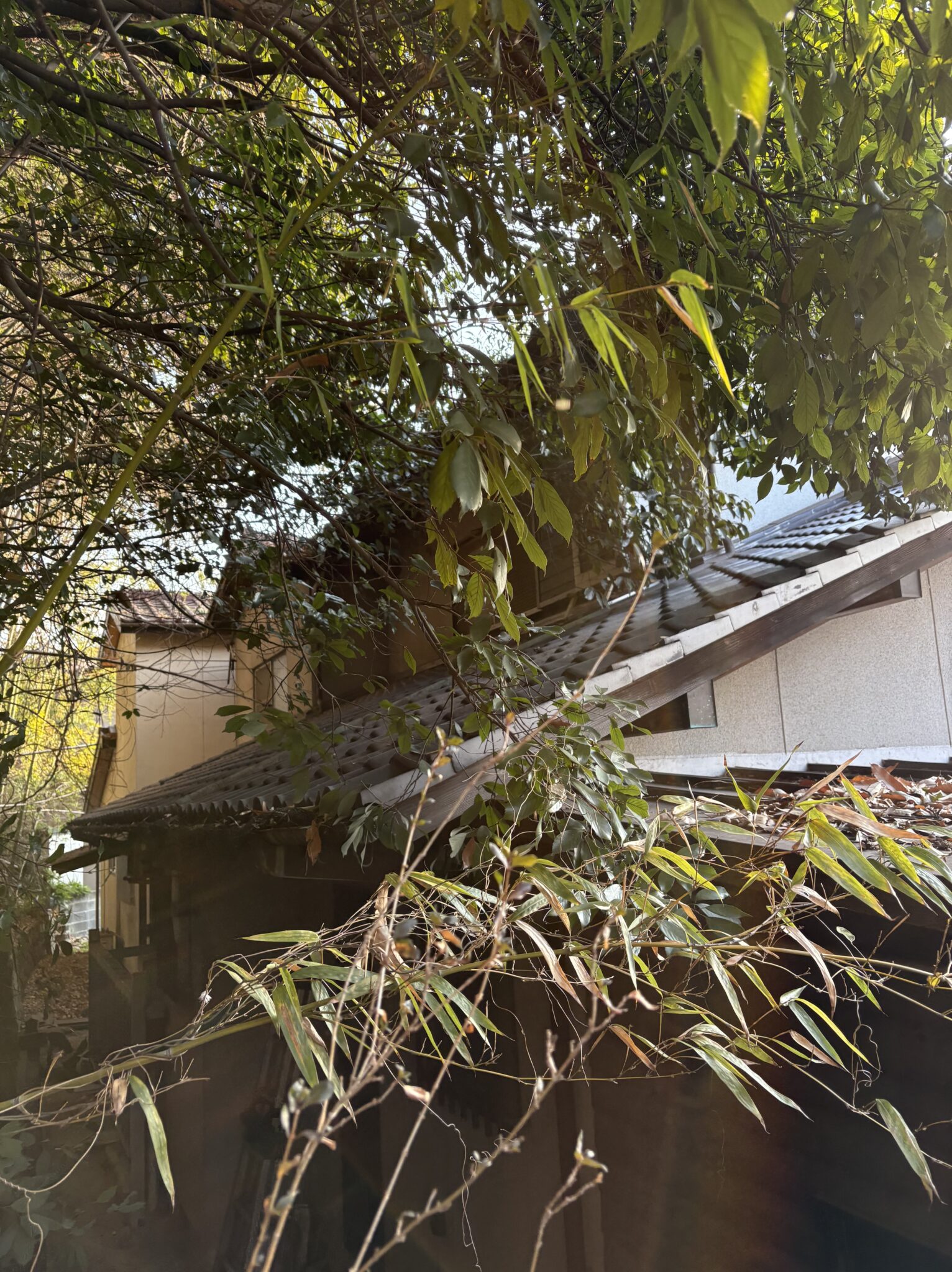 浜松市で住宅裏の竹林を安全伐採｜特殊伐採プロ 静岡伐採 アートワークス施工事例 - Before