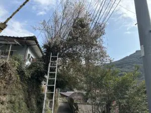 掛川市 伐採 - Before