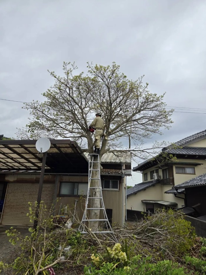 島田市でテラス屋根を守るモチノキの特殊伐採｜重機不可の難所はアートワークスにお任せ - Before