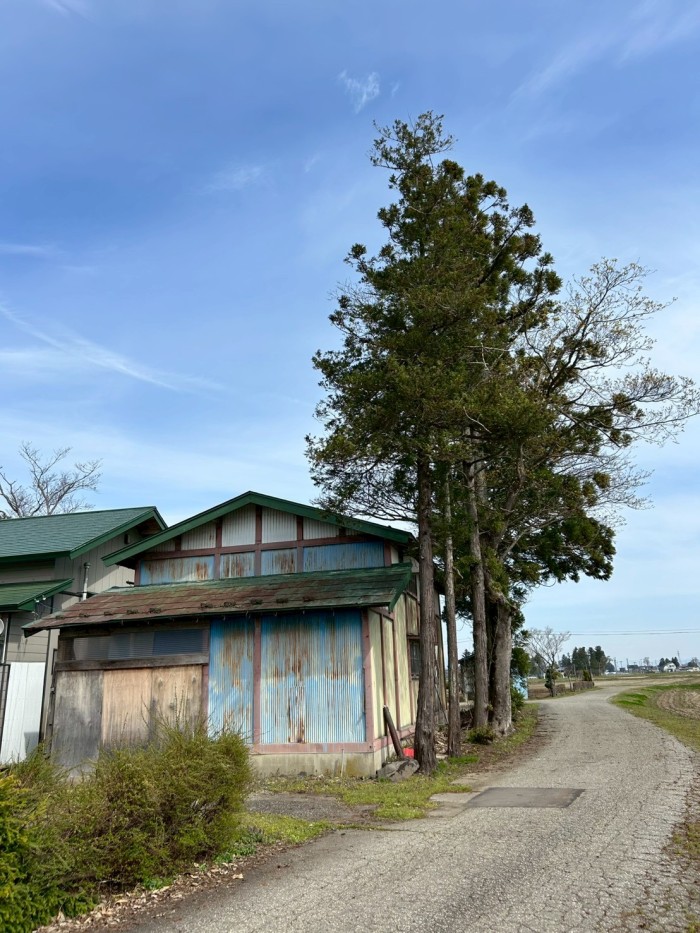 掛川市で物置に隣接する13mの杉を伐採｜重機が入らない狭小地の特殊伐採事例 - Before