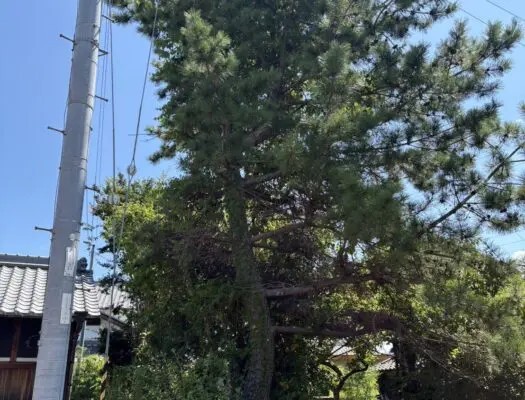 菊川市で高さ10mの松を伐採｜電線際の危険木を高所作業車で安全に撤去 - Before