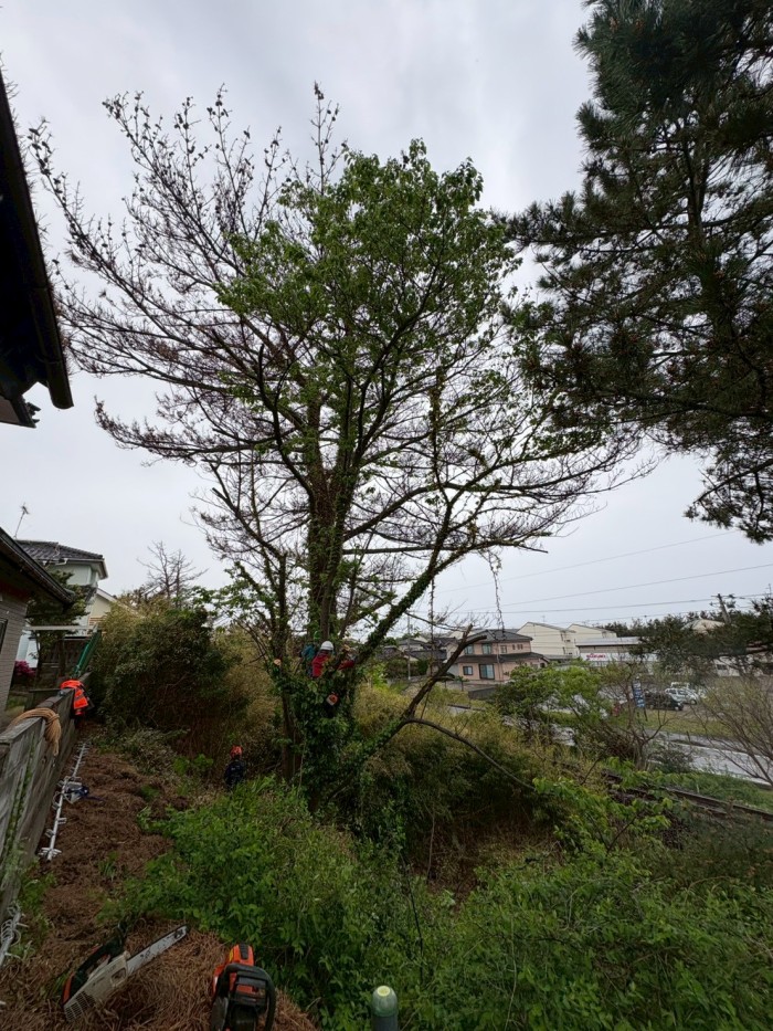 菊川市で高さ15mの木を伐採｜重機が入れない斜面でロープ特殊伐採 - Before